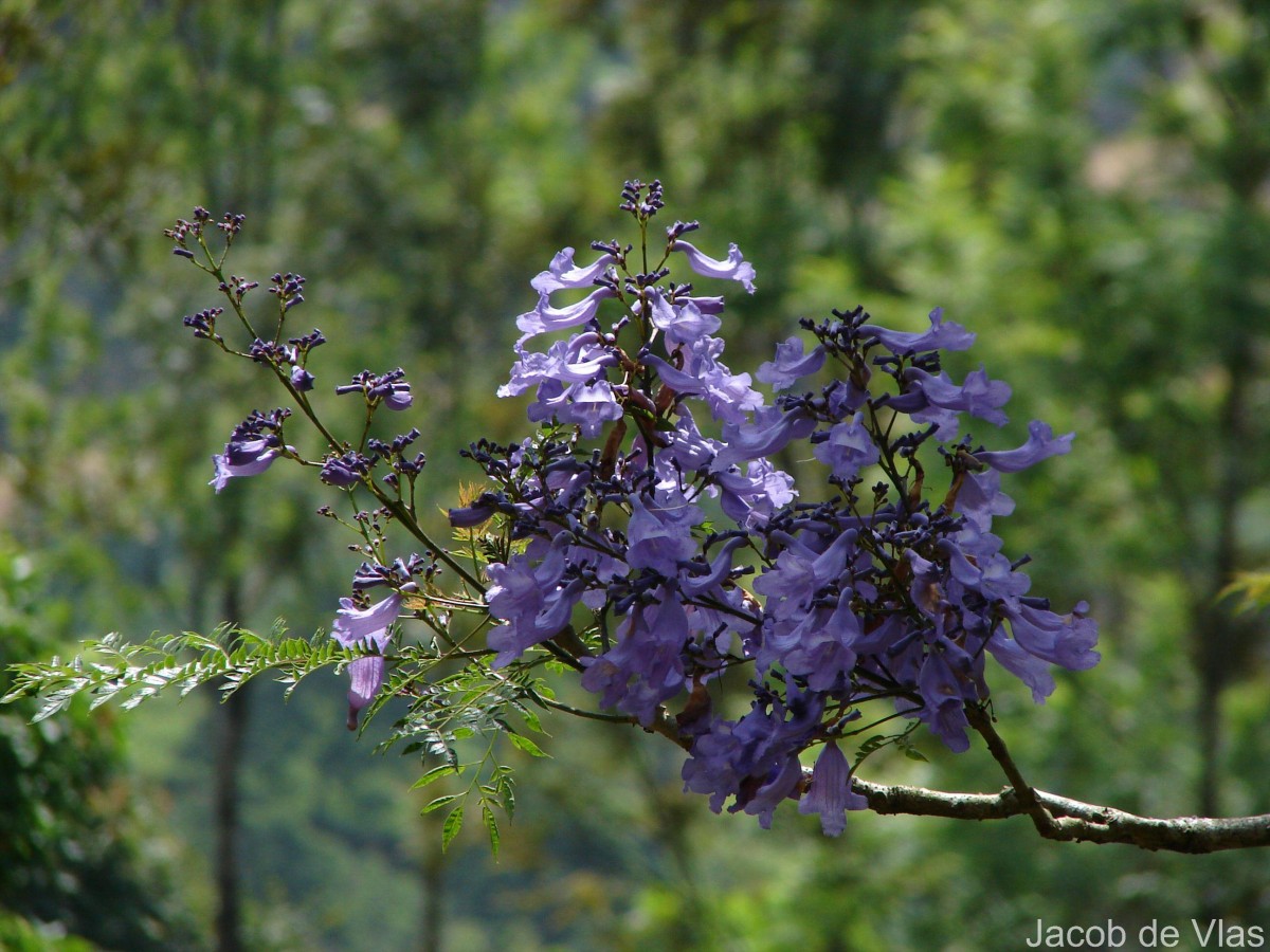 Jacaranda mimosifolia D.Don